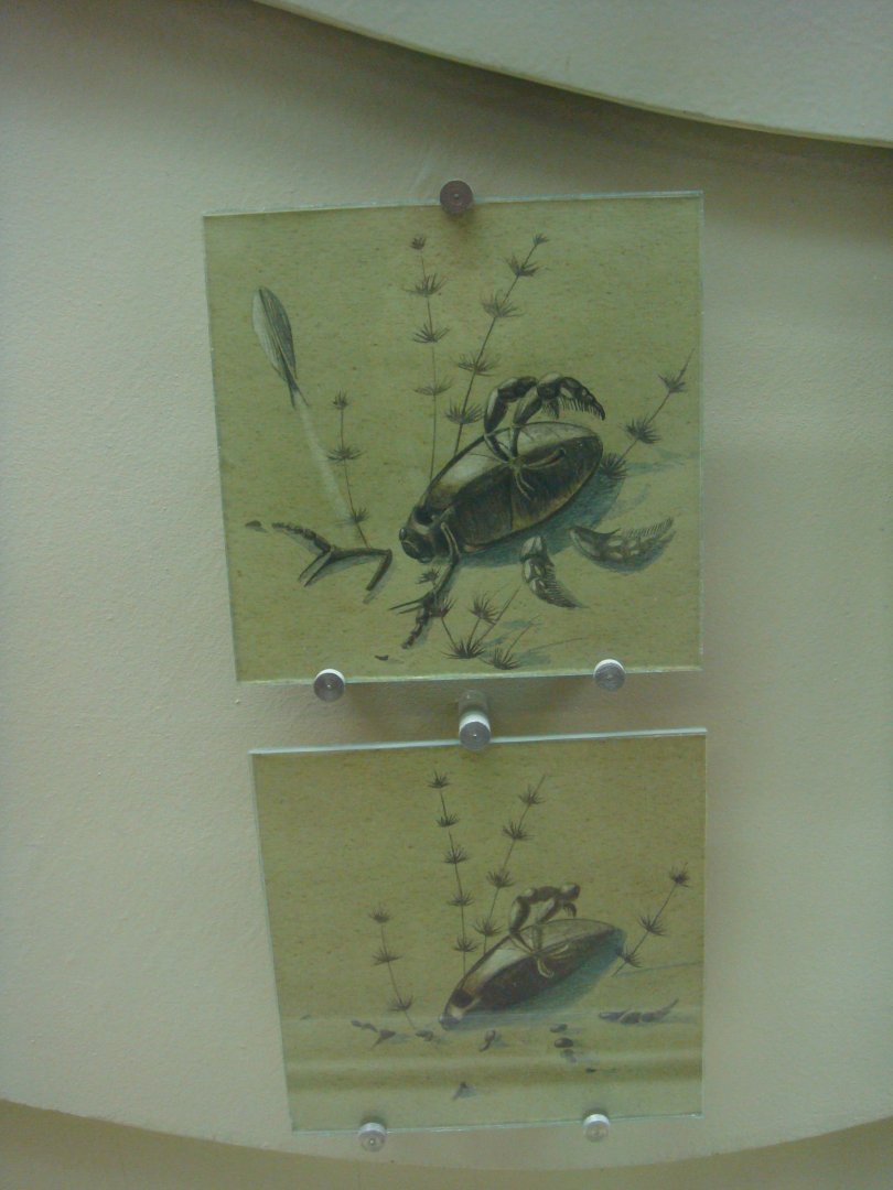 Dead Coptoclava beetle