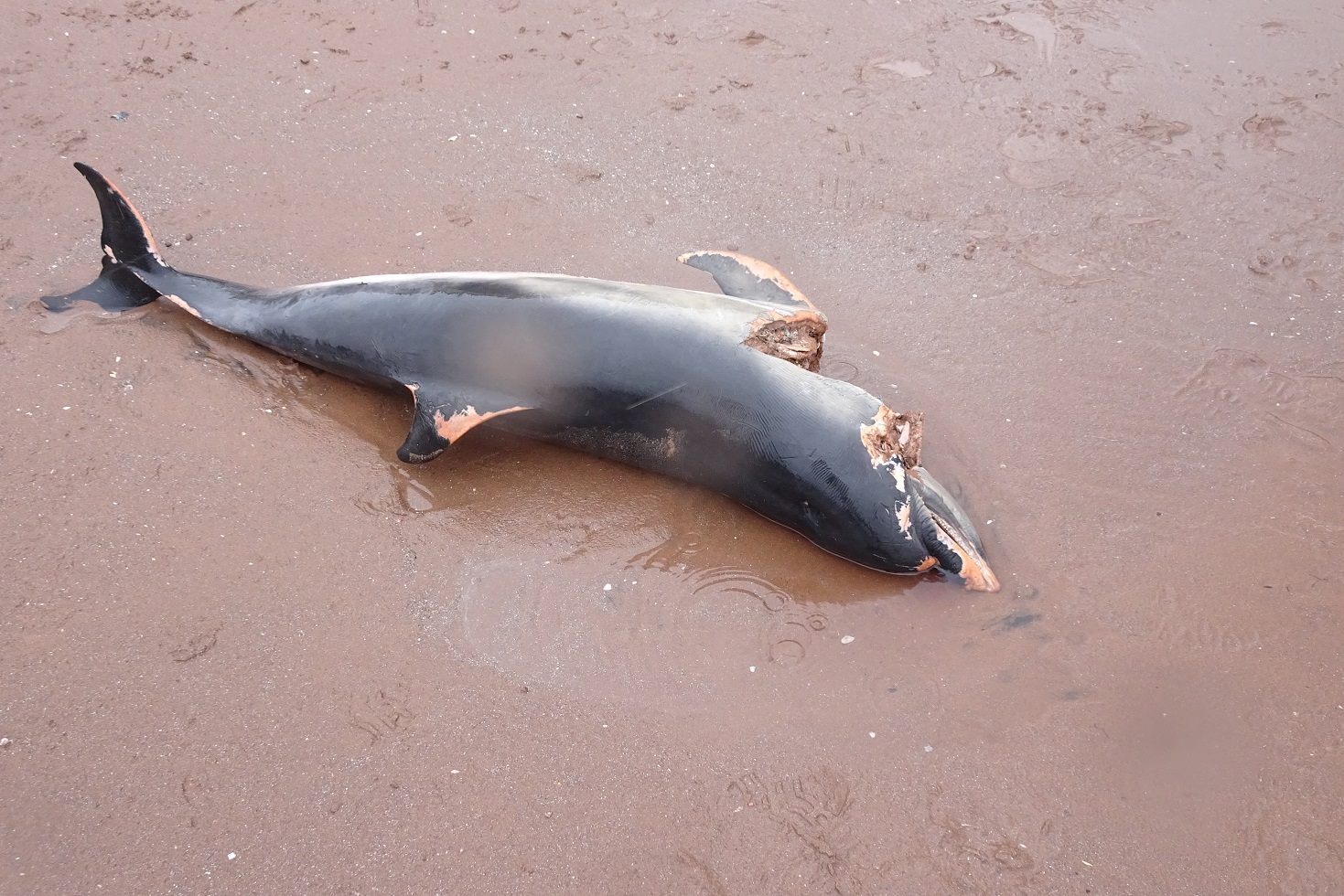 Dead dolphin, Paignton 3 March 2018