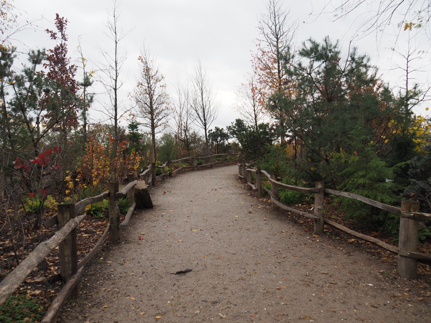 Dead-end road to American plains bison paddocks viewing area (Nov 10th, 2018)