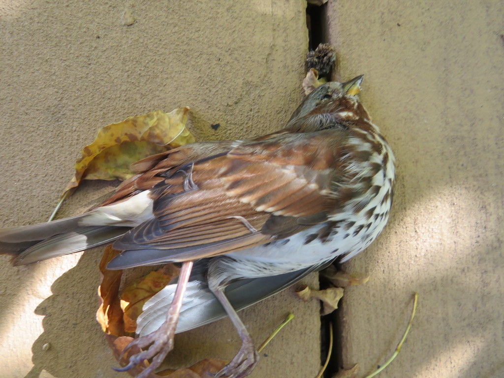 Dead Fox sparrow.
