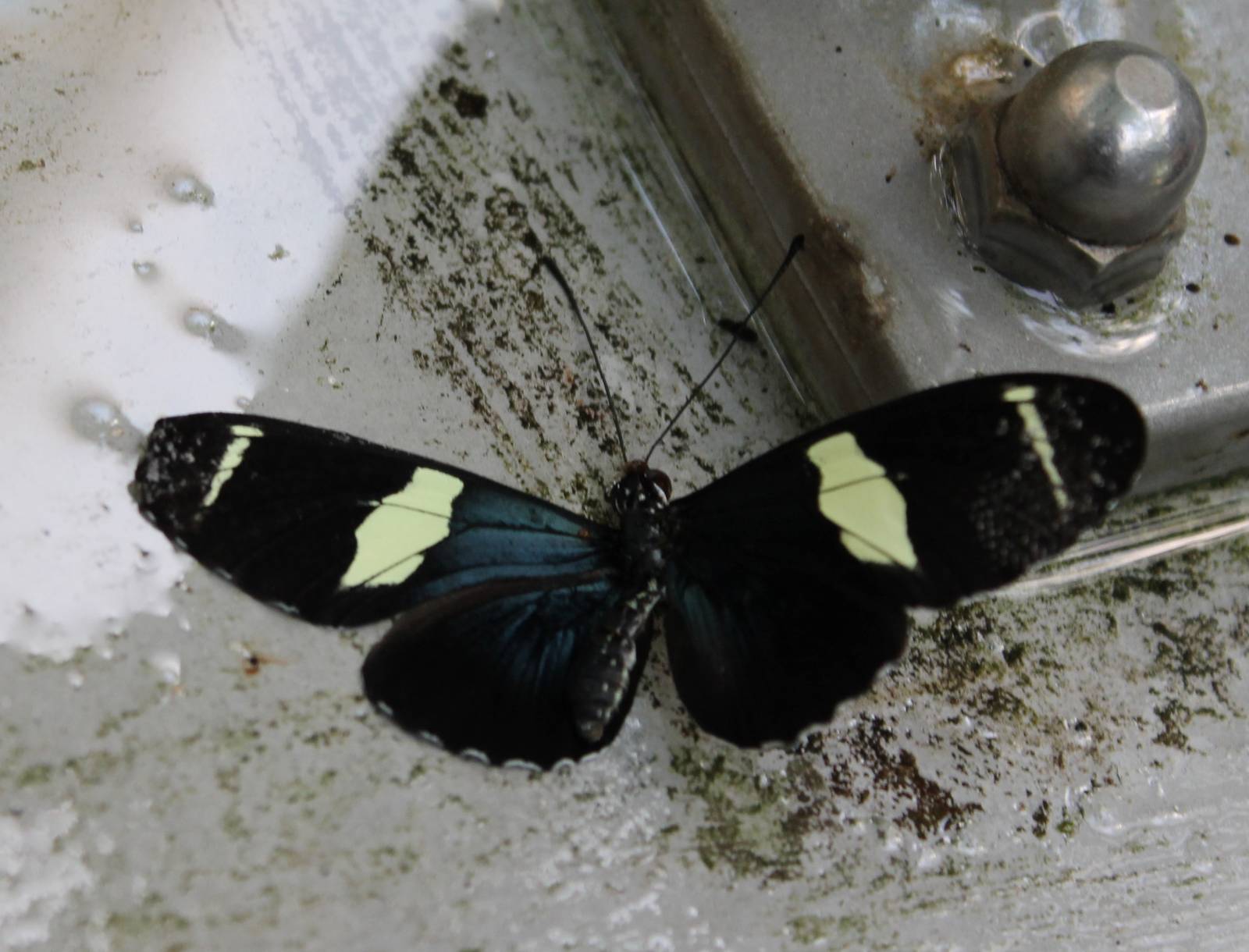 Dead Heliconius butterfly