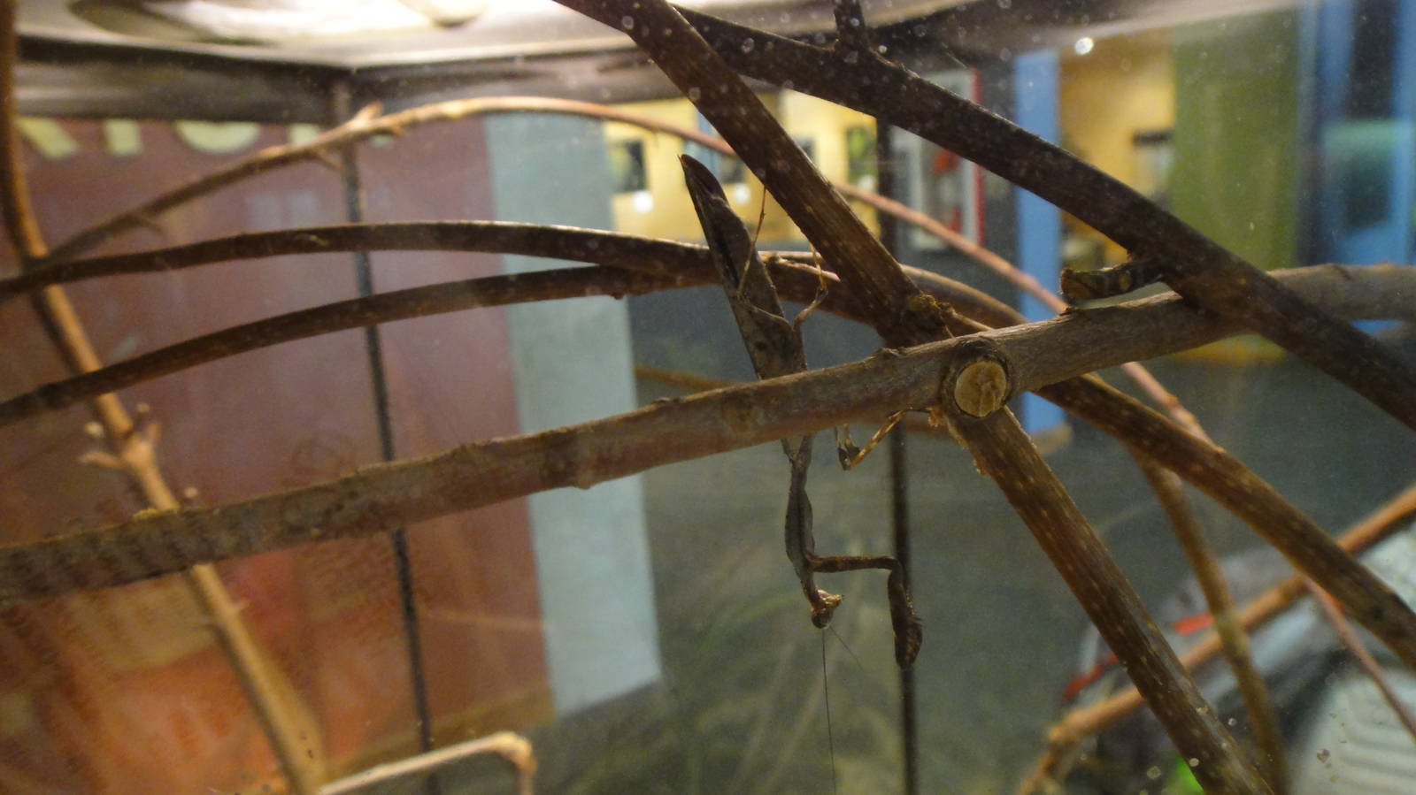 Dead leaf mantid at Museum of life and science 2015-1-31
