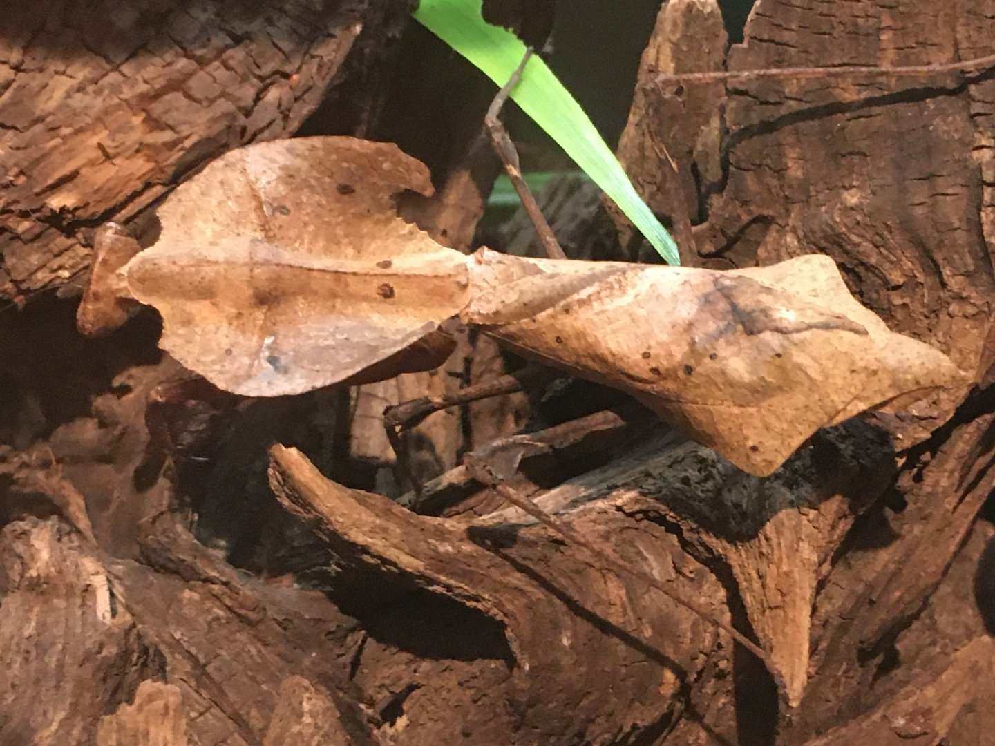 Dead Leaf Mantis (Deroplatys desiccata)