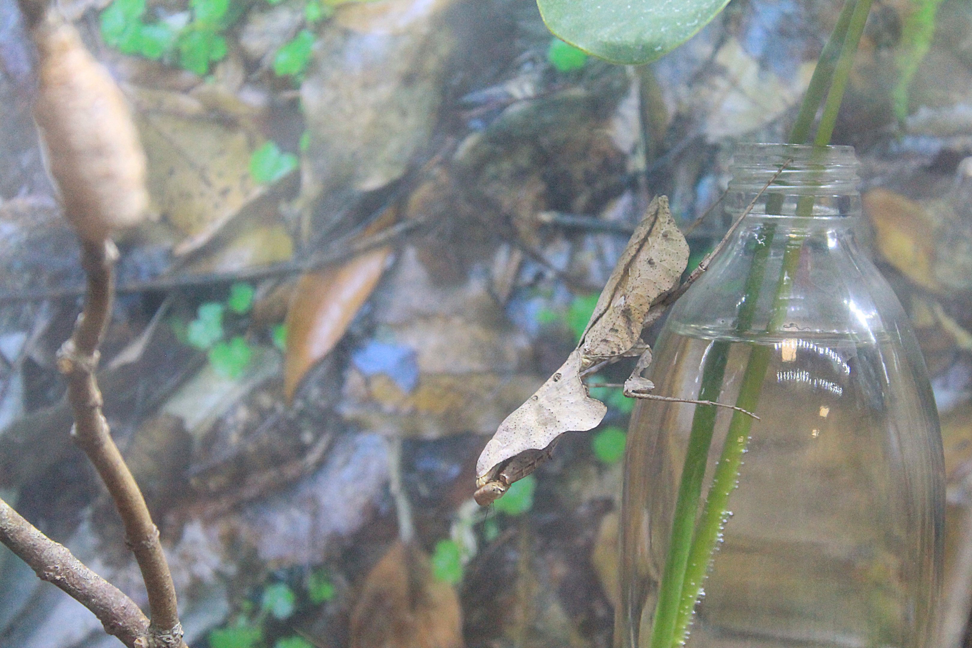 Dead-Leaf Mantis (Deroplatys lobata)