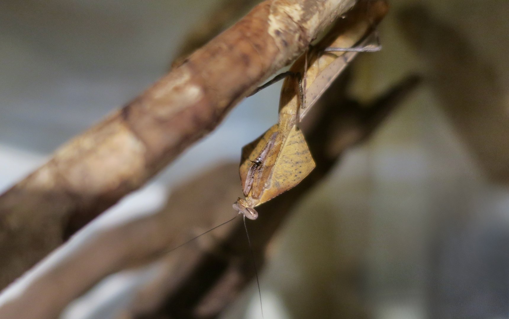 Dead Leaf Mantis (Deroplatys truncata) - Taiwan Insectarium (台灣昆蟲館)