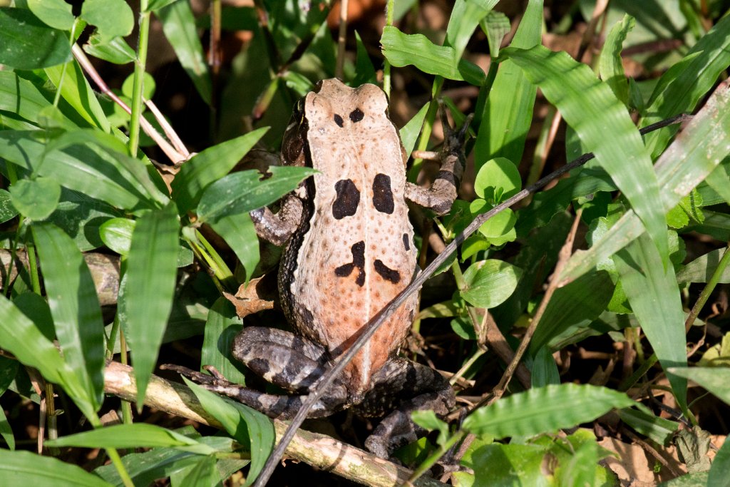Dead Leaf Toad