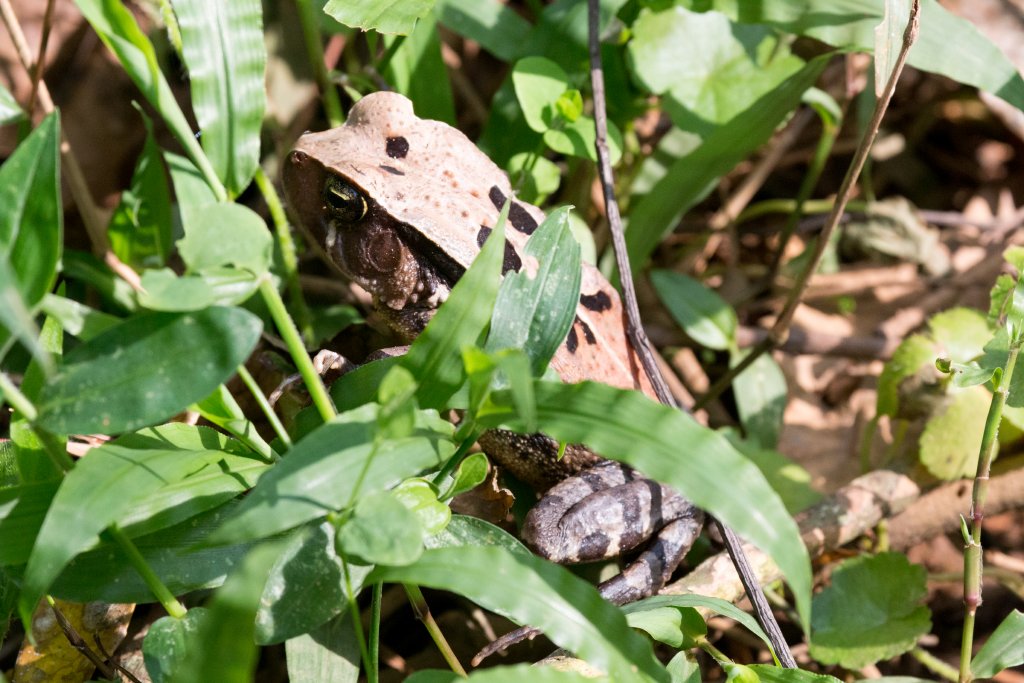 Dead Leaf Toad