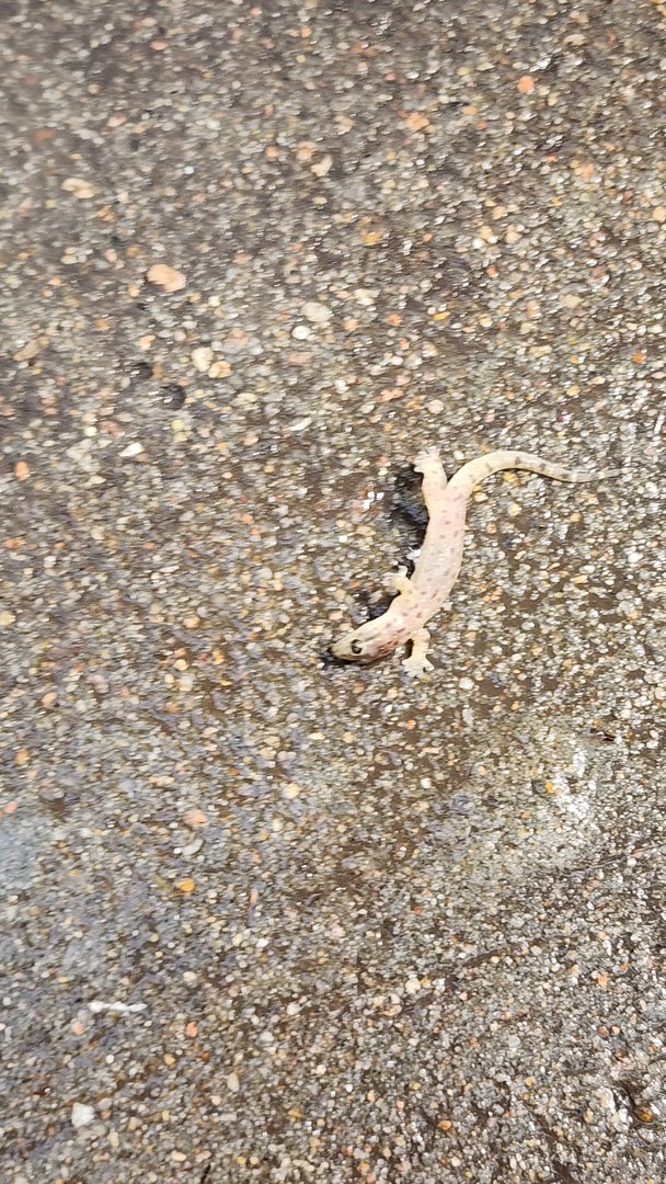 Dead Lizard in Lied Jungle?