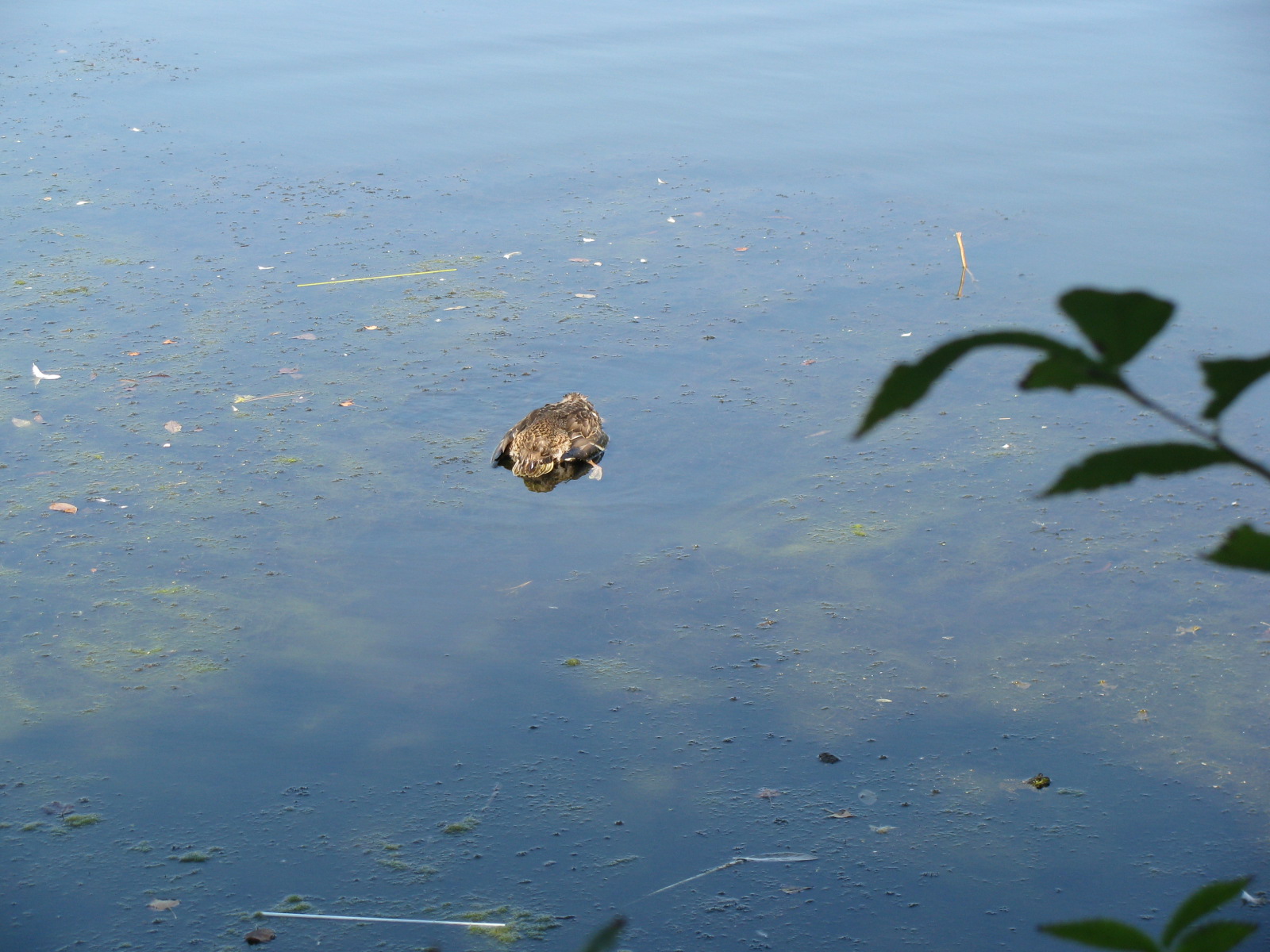 Dead mallard in the lake