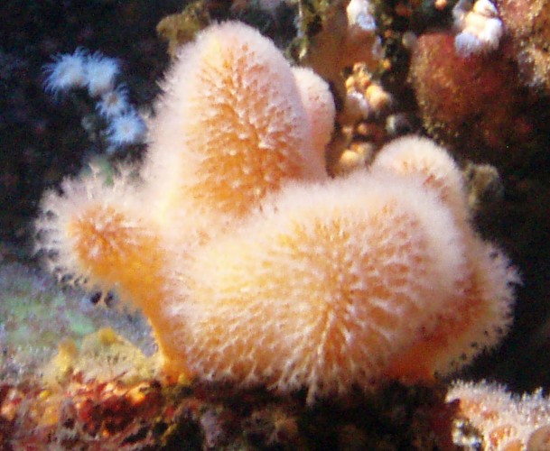 Dead Man's Fingers (Alcyonium digitatum)