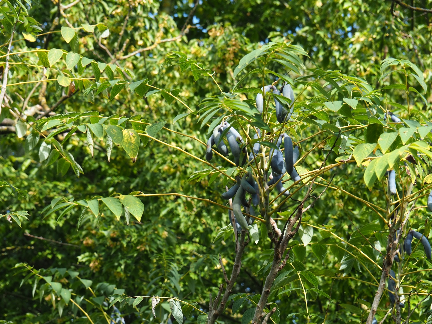 Dead man's fingers or blue bean plant (Decaisnea fargesii ), Sep 16th, 2018