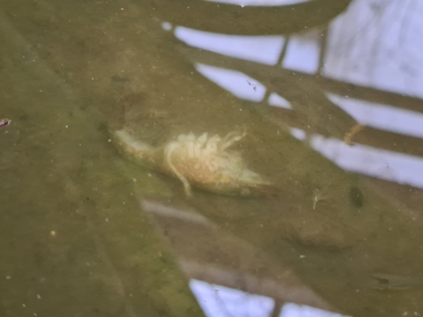 (Dead) Marbled crayfish?