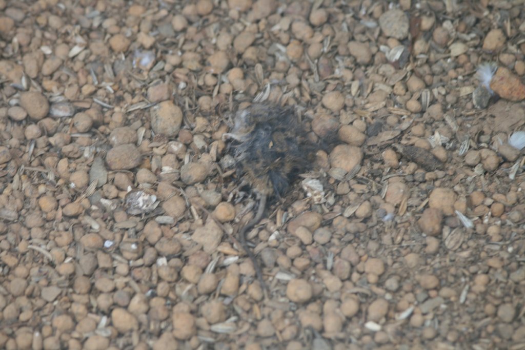 Dead mouse on floor of aviary