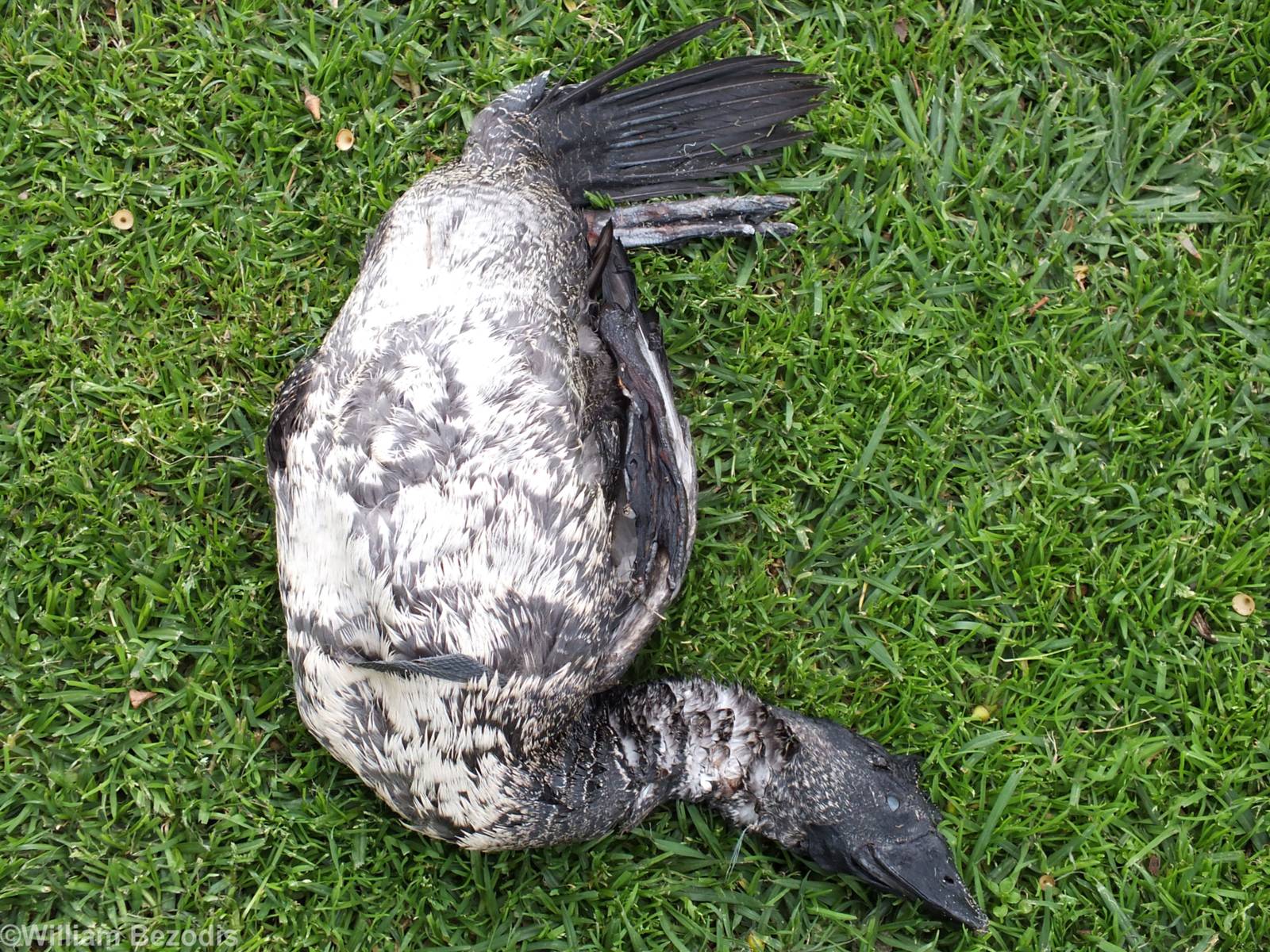 Dead Musk Duck