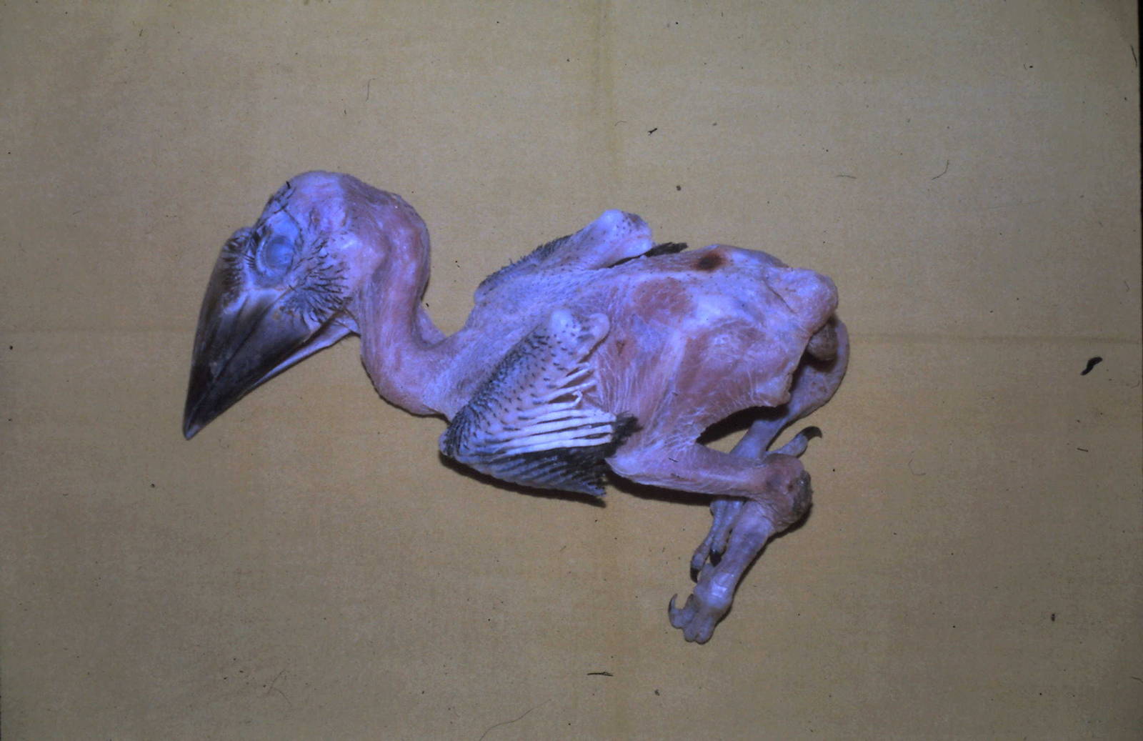 dead nestling of the trumpeter hornbill