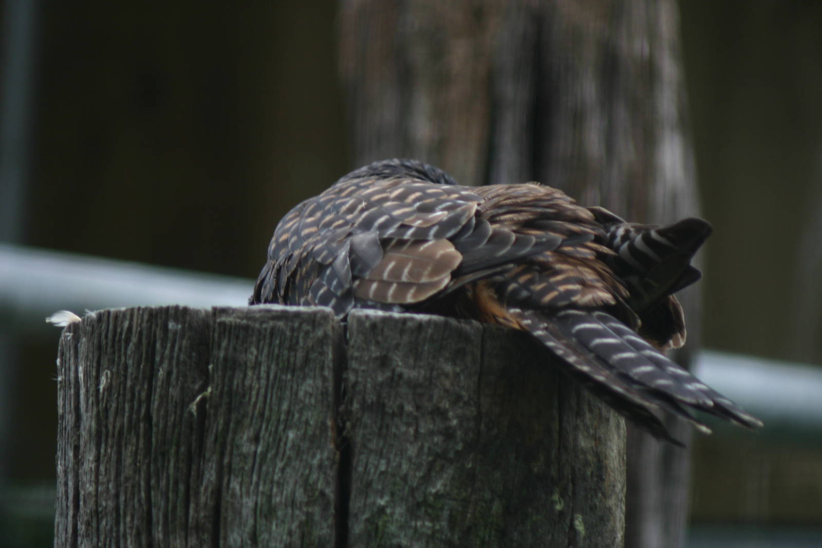 Dead NZ Falcon - Otorohanga Kiwi House April 2011
