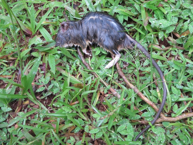 dead rat