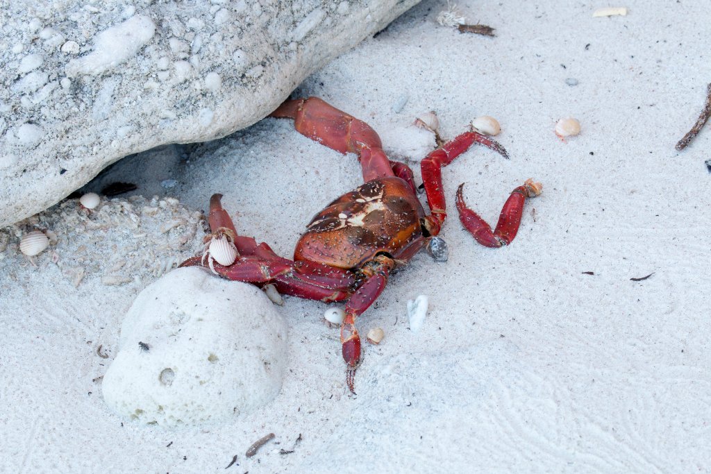 Dead Red Crab being eaten by hermit crabs