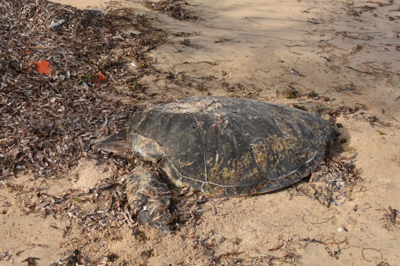 Dead sea turtle