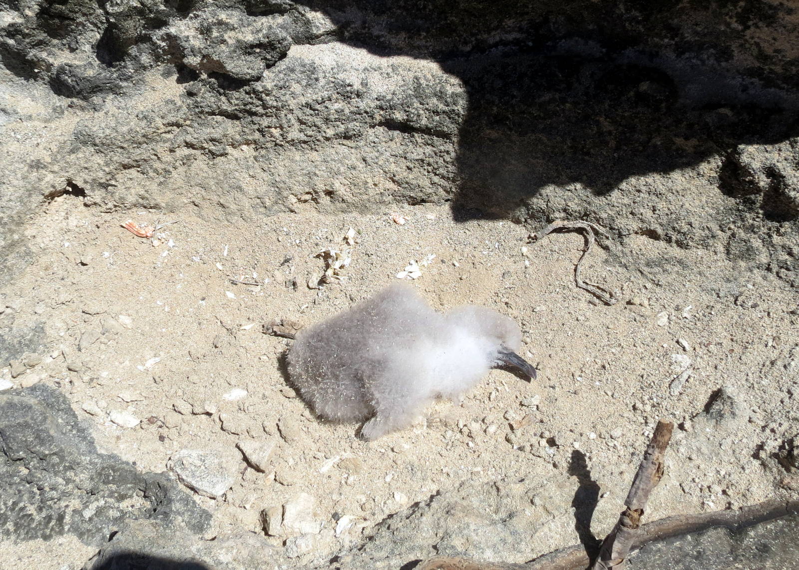 Dead Seabird Chick