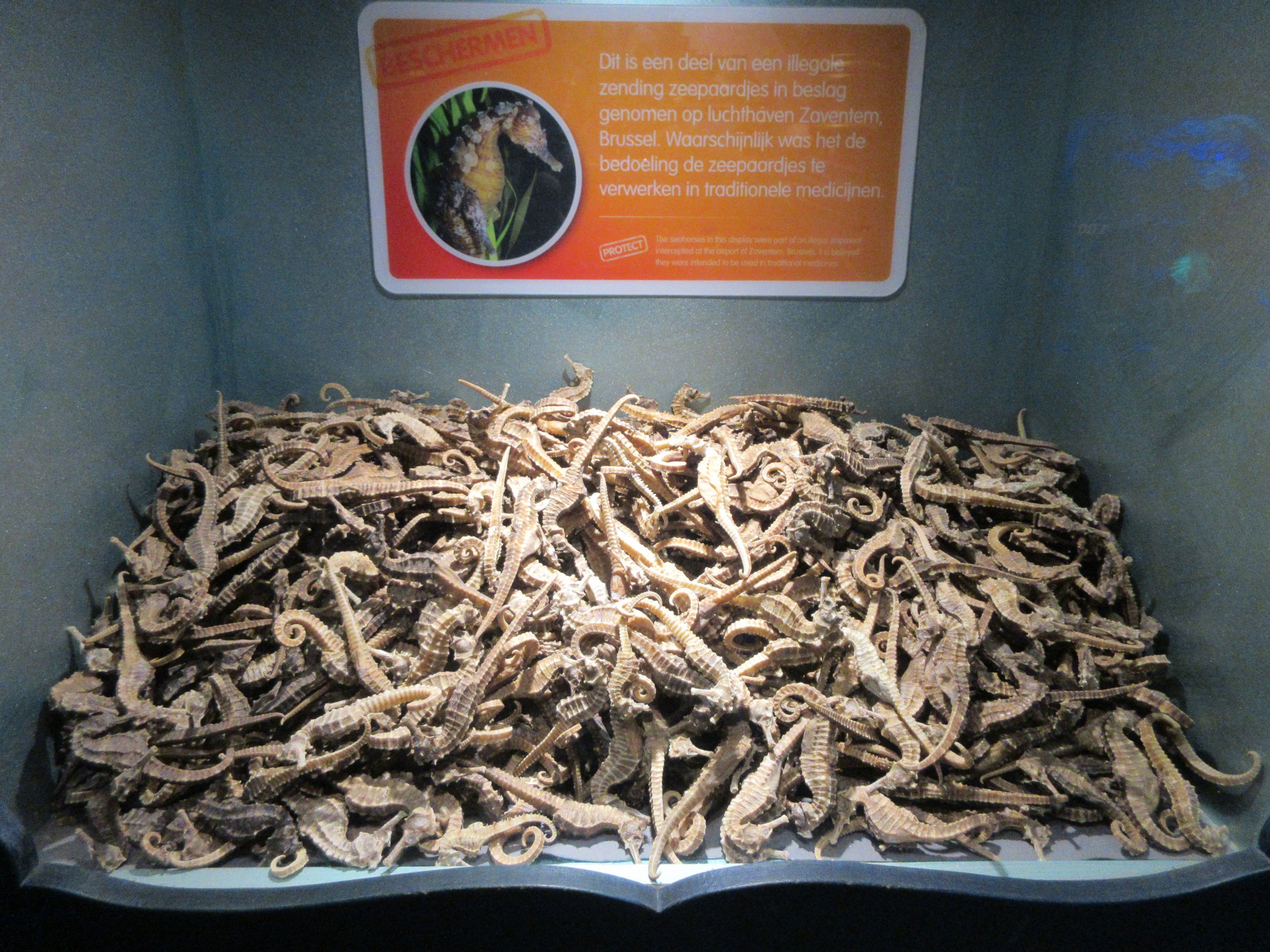 Dead Seahorse Exhibit