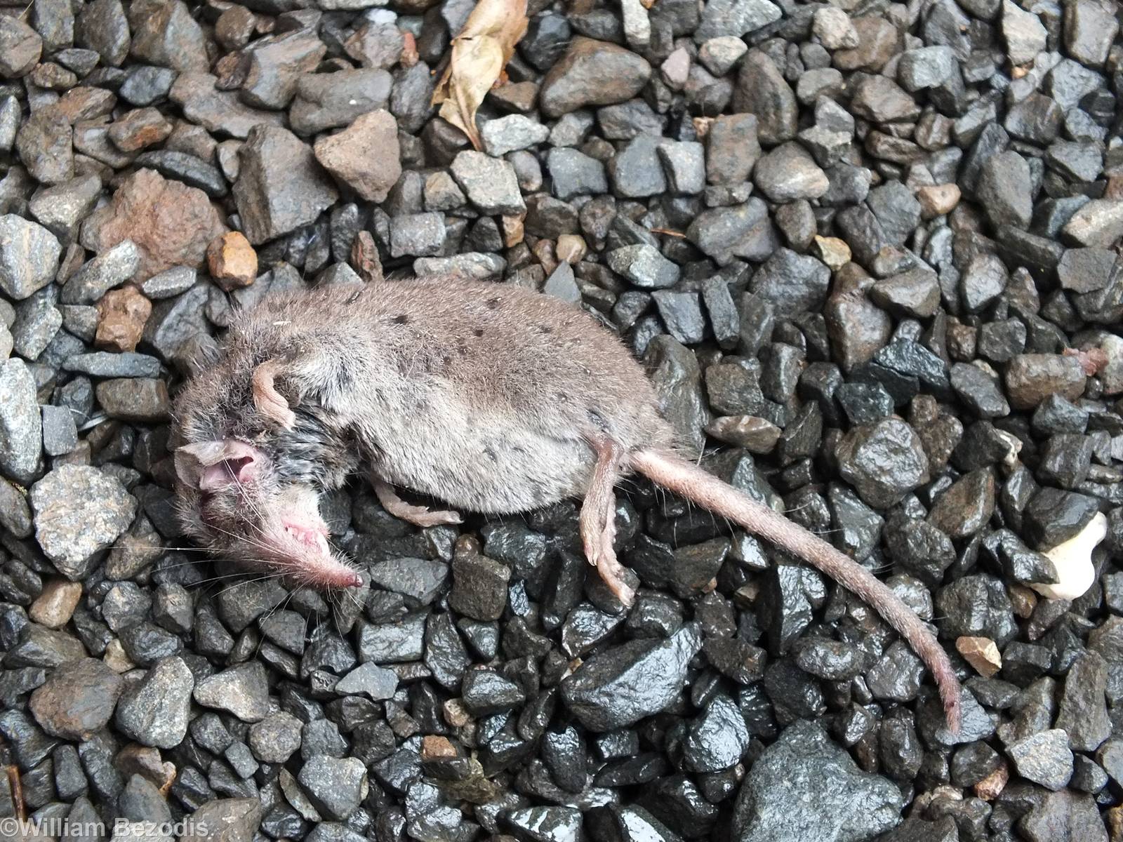 Dead Shrew (Crocidura sp.)