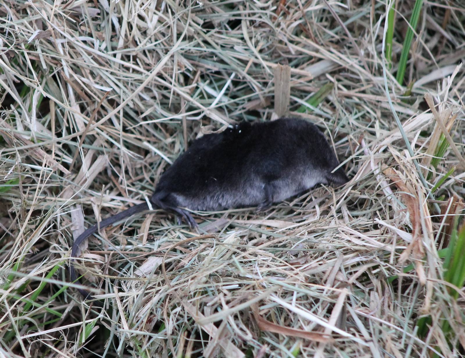 Dead Shrew ID please