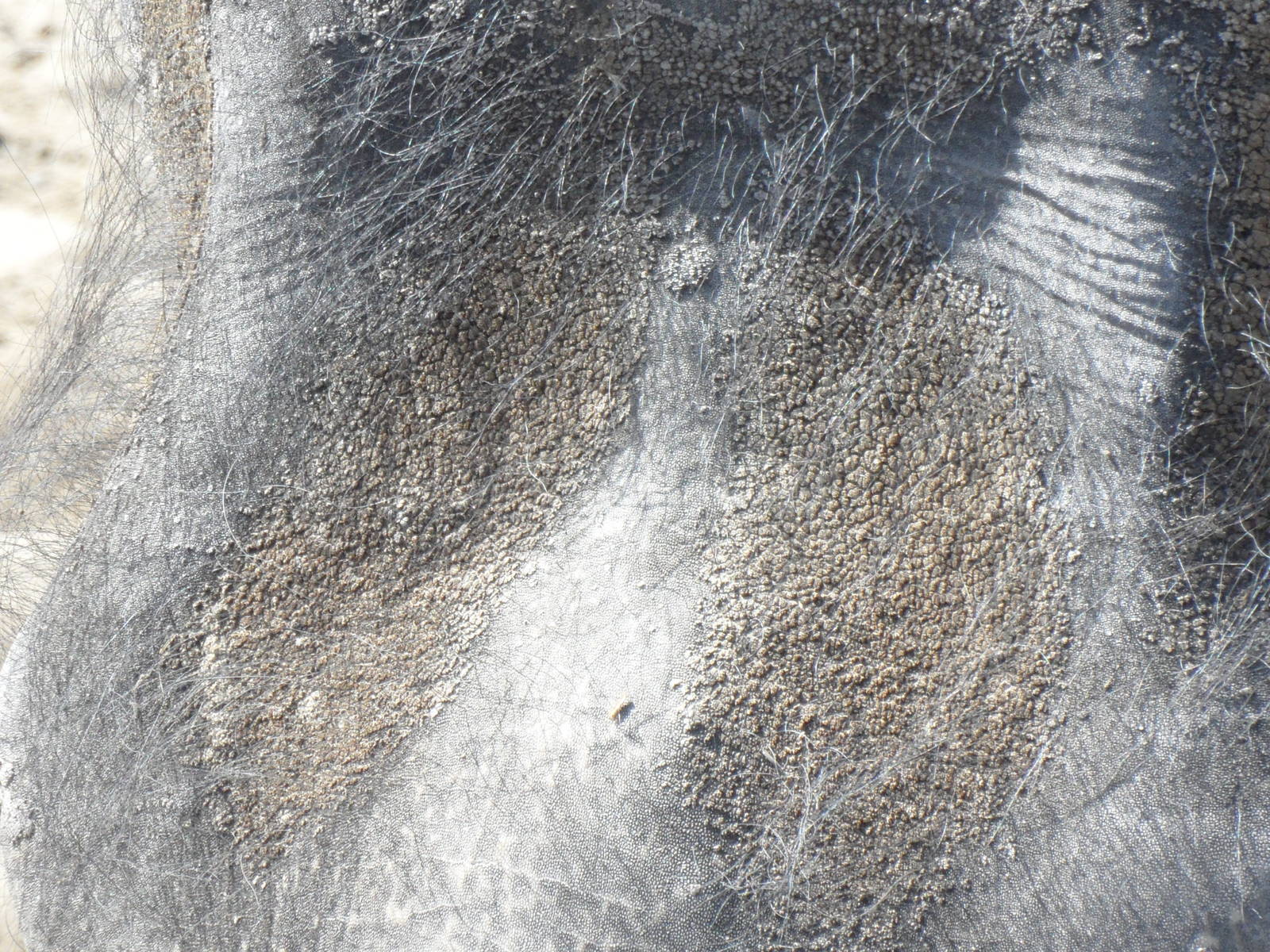 Dead skin on elephant head