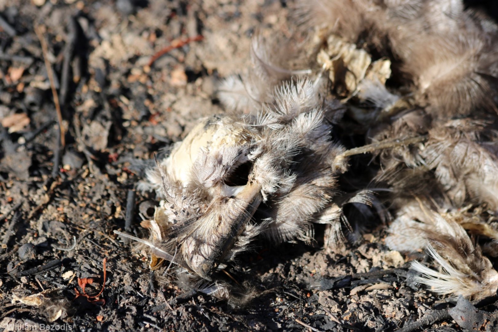 Dead Tawny Frogmouth at the Pine Creek Cemetary