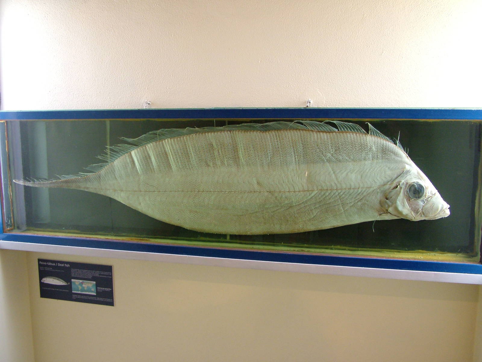 Dealfish - Museum Displays at Vasco da Gama Aquarium, 25/05/11