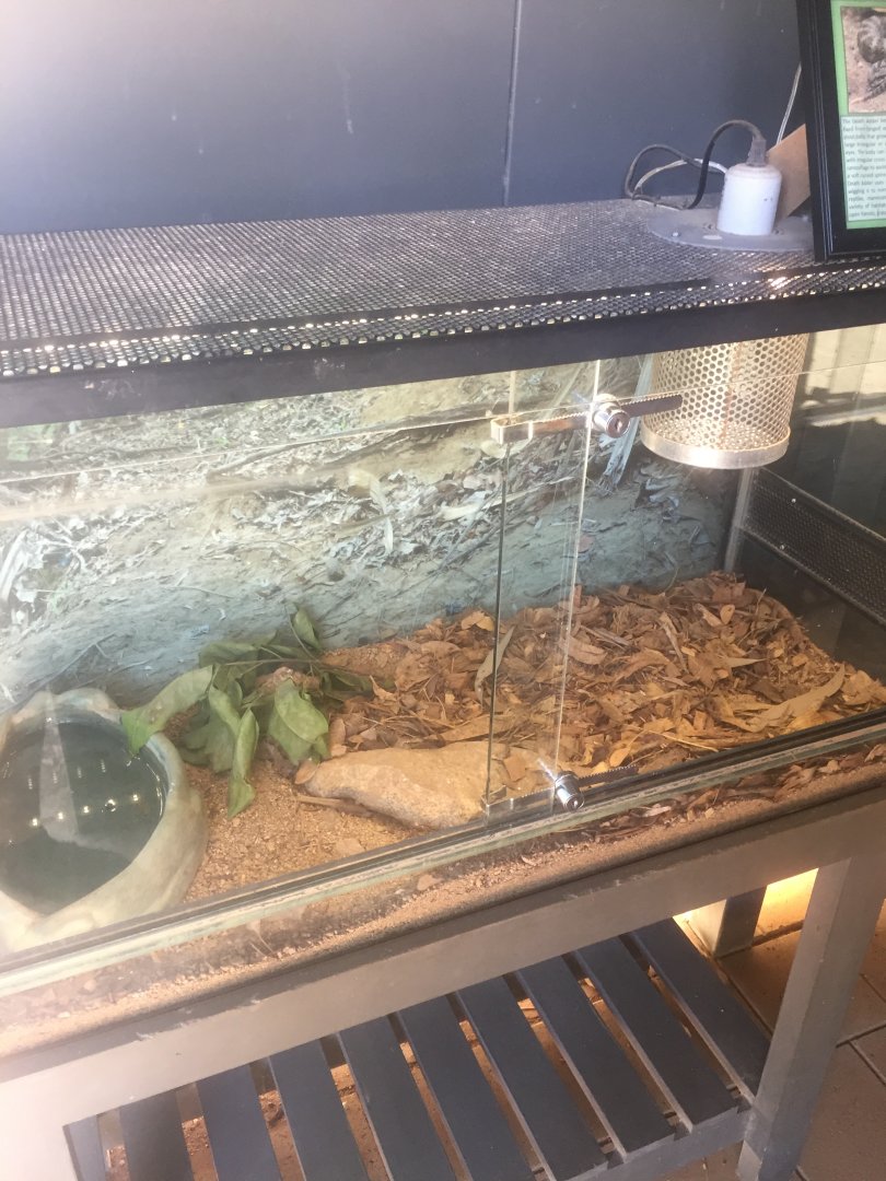 Death Adder Enclosure