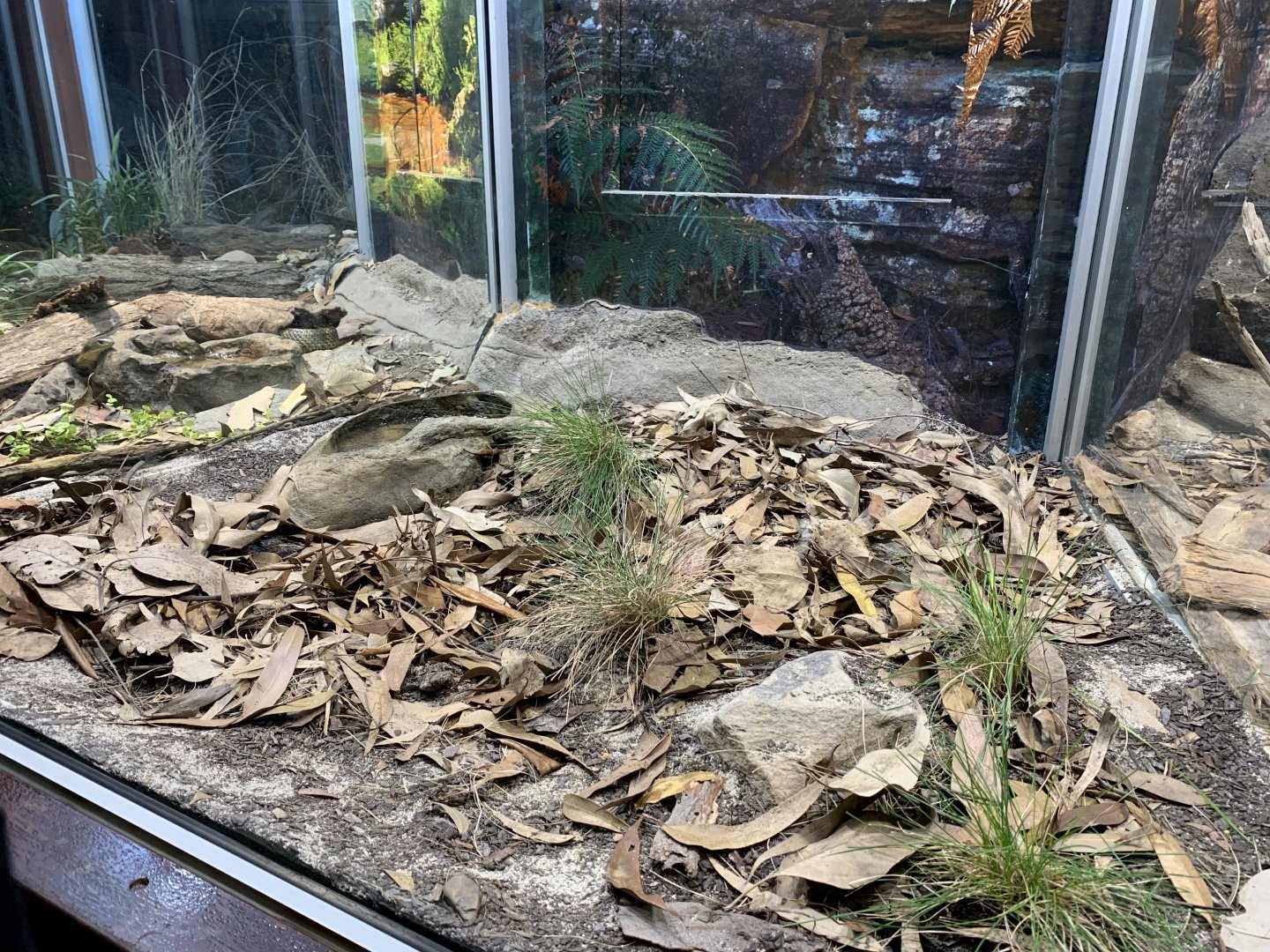 Death Adder Enclosure