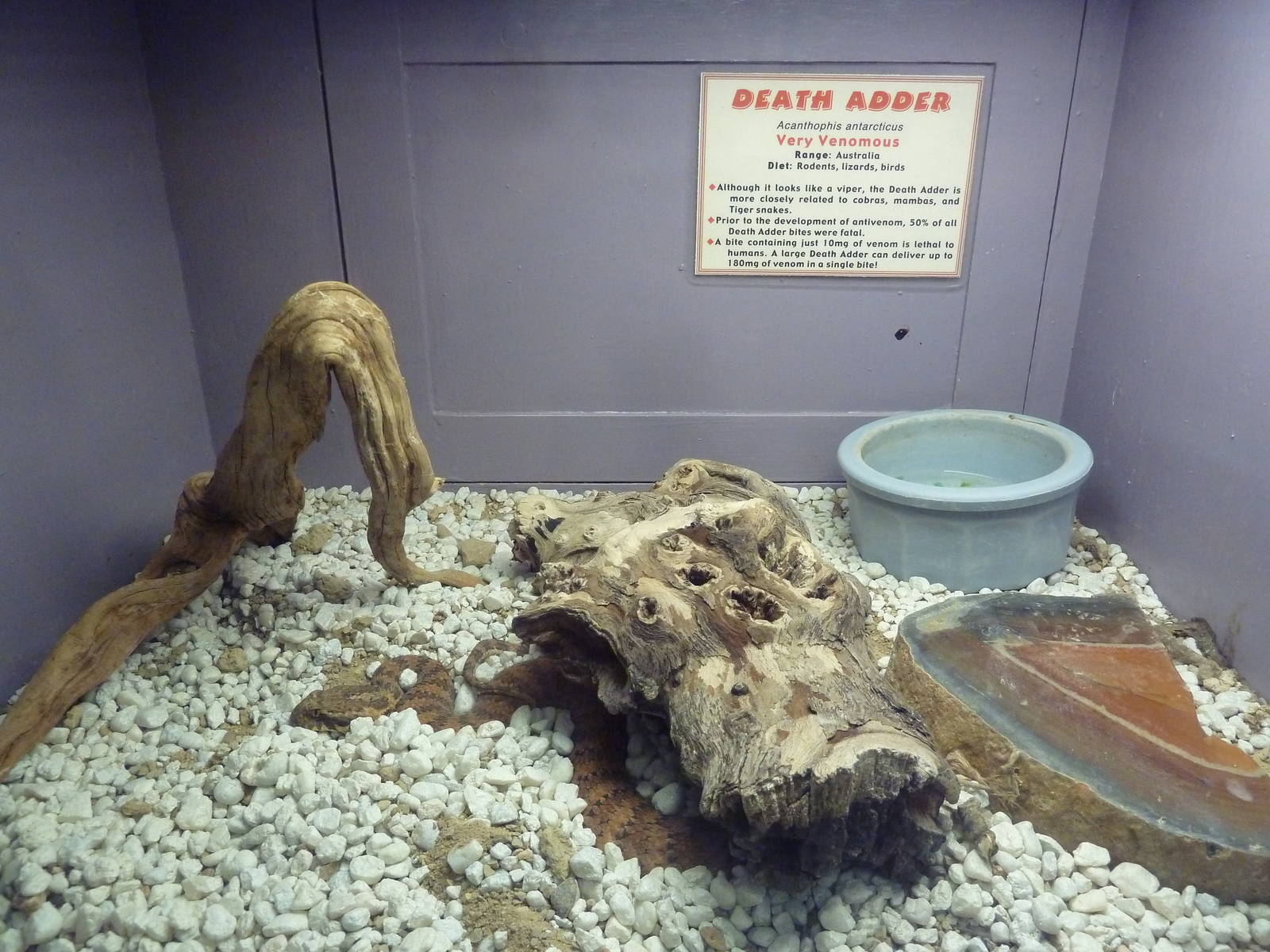 Death Adder Exhibit