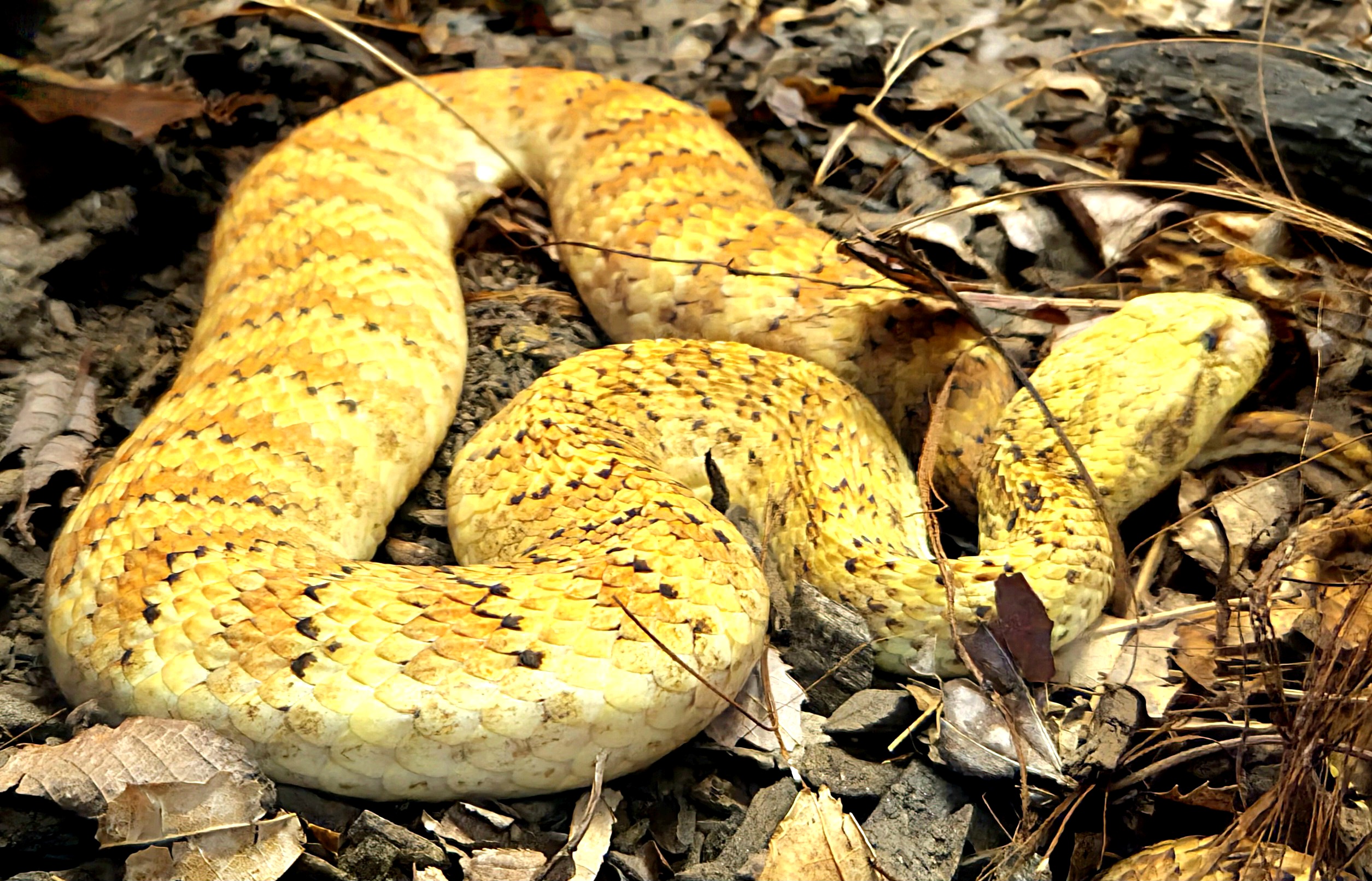 Death Adder-Reptile Gardens
