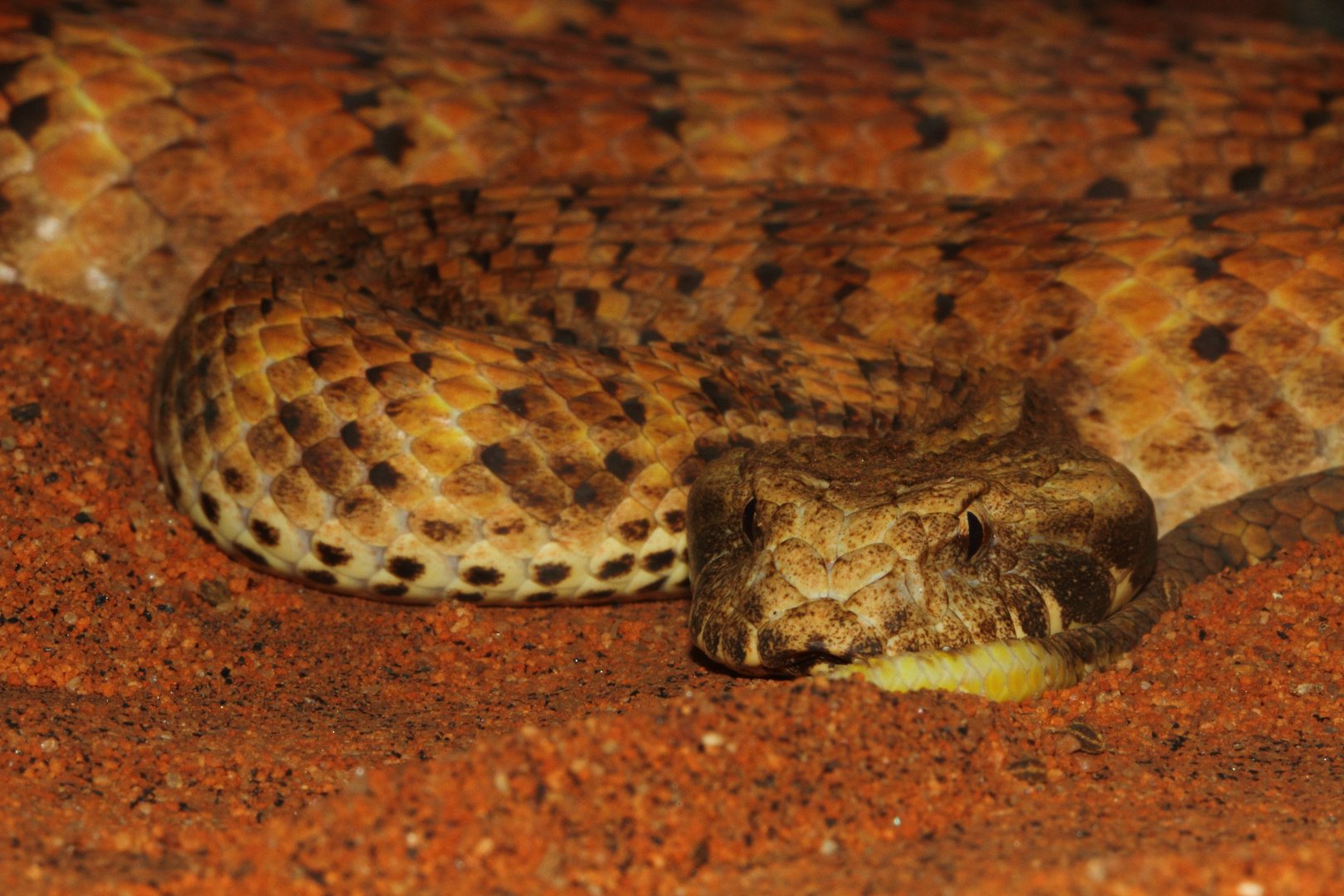 Death Adder, Snakes Downunder Jan 2016