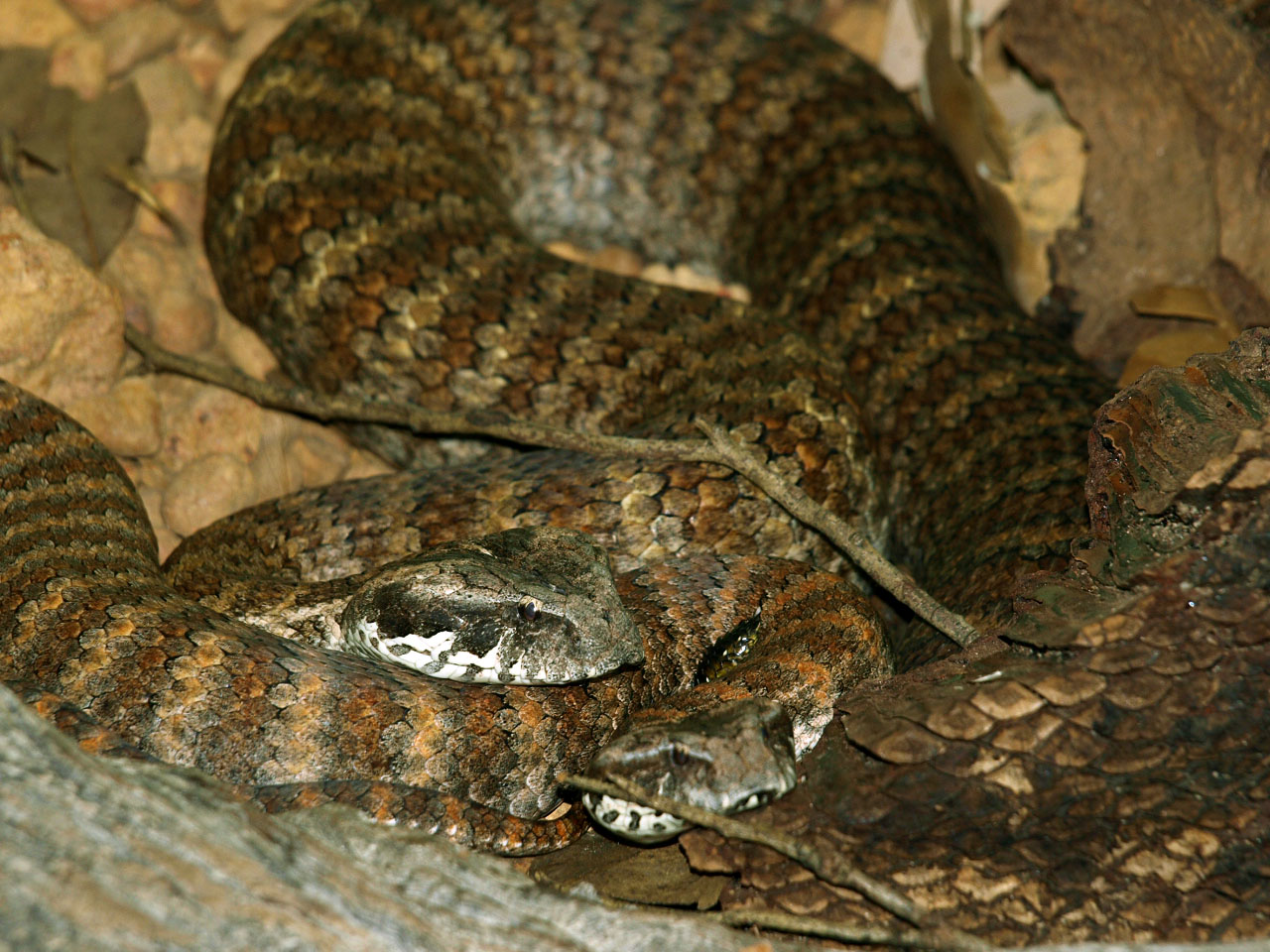 Death adder
