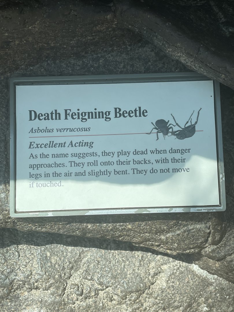 Death Feigning Beetle Sign
