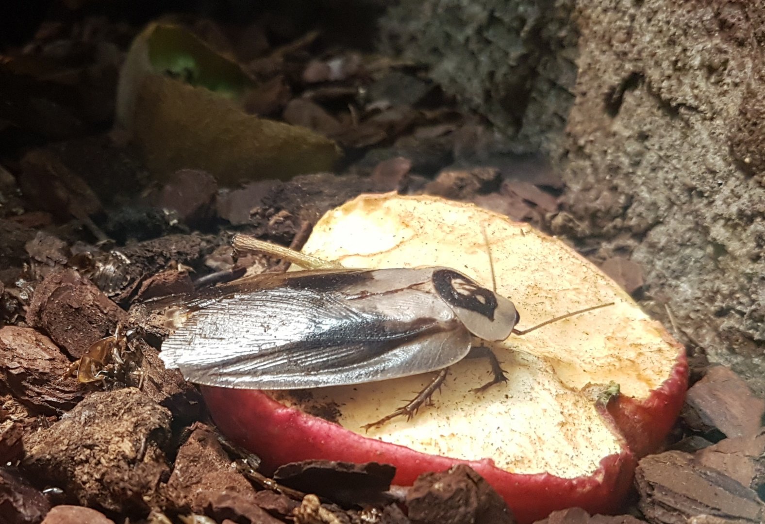 Death-head cockroach