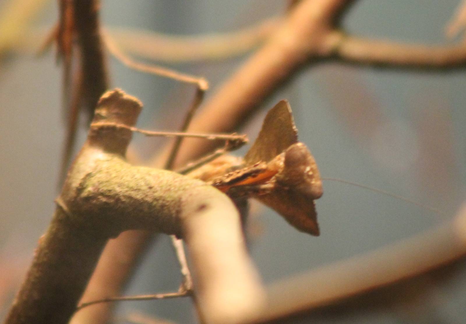 Death leaf Praying mantis