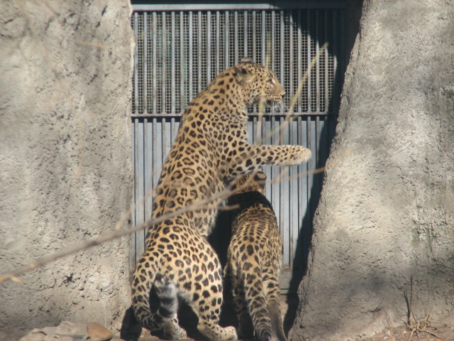 Death on two legs (Banu)