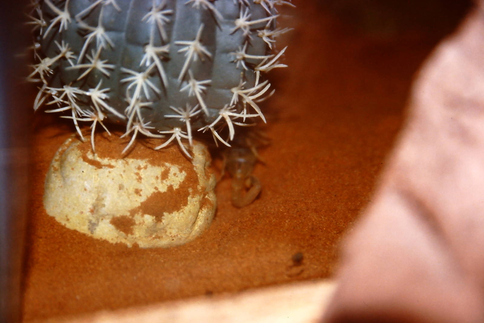 death-stalker scorpion, Bug World, Liverpool 2010