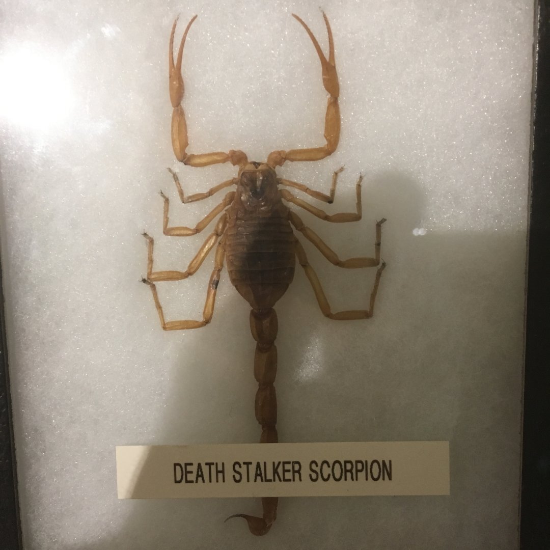 Death Stalker Scorpion