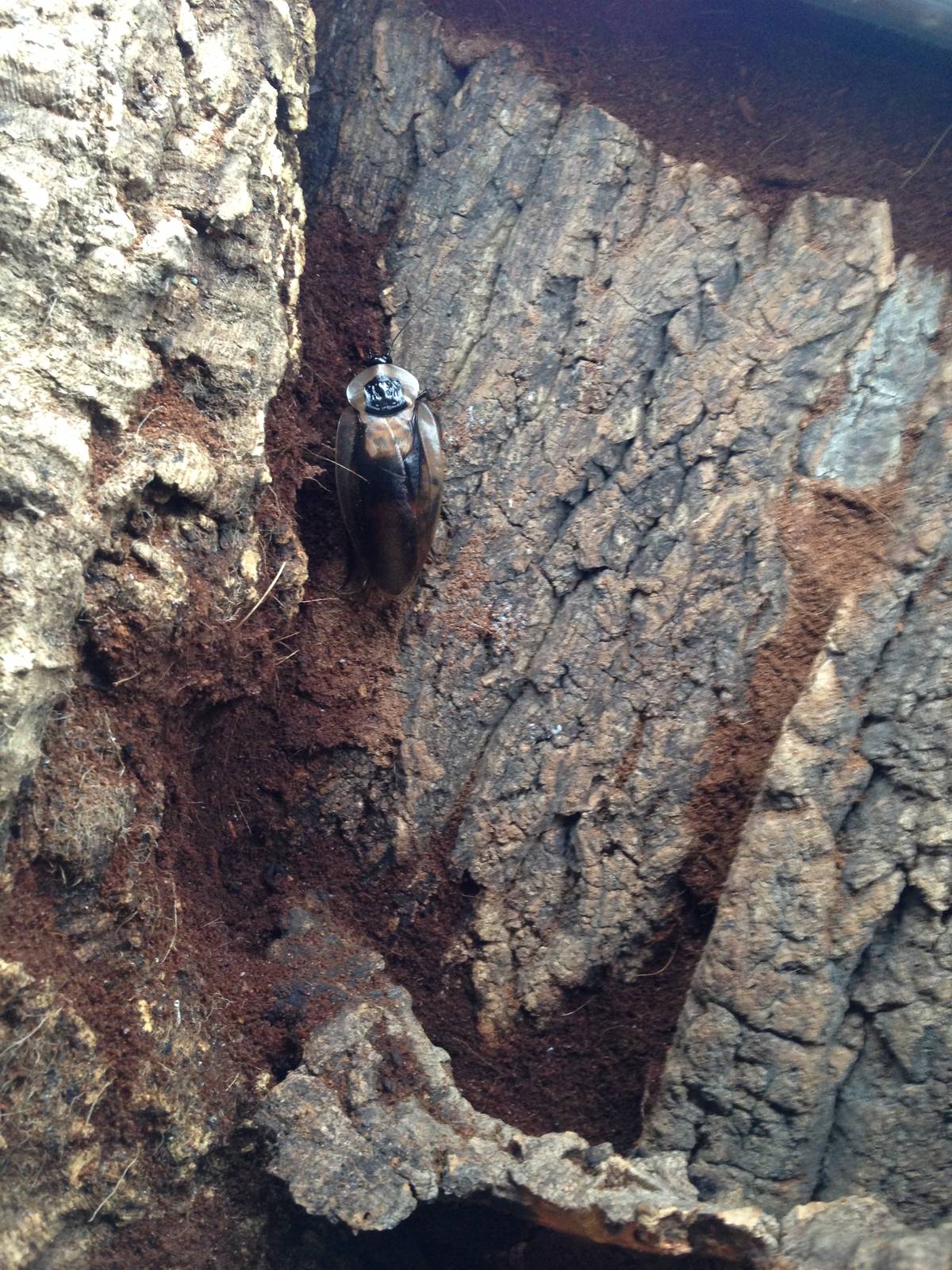 Death's Dead Cockroach at Blue Planet Aquarium - 05/10/2013