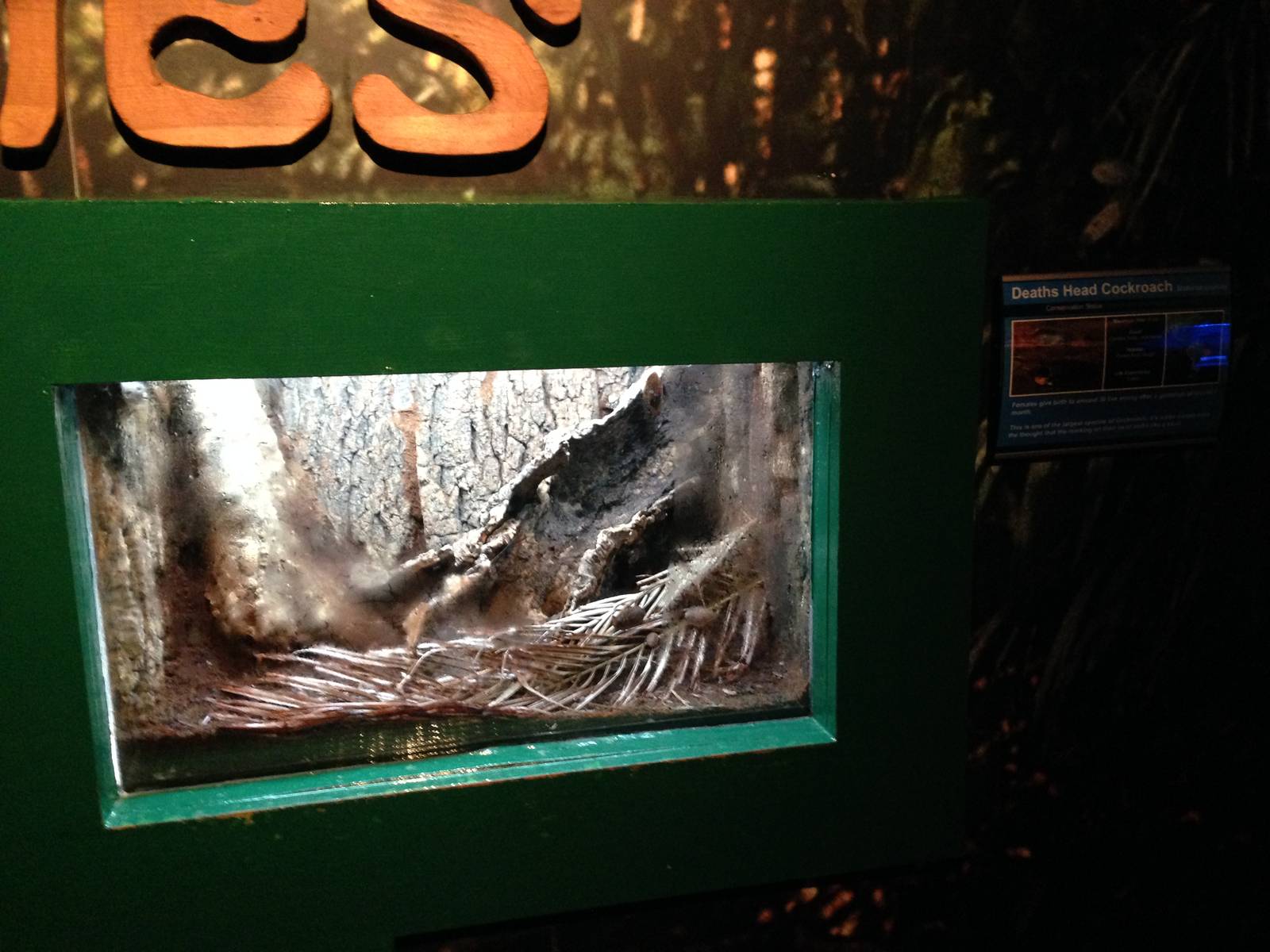 Death's Dead Cockroach Exhibit at Blue Planet Aquarium - 05/10/2013