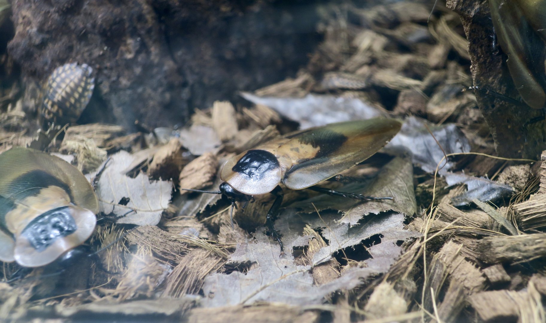 Death's Head Cockroach (Blaberus craniifer)
