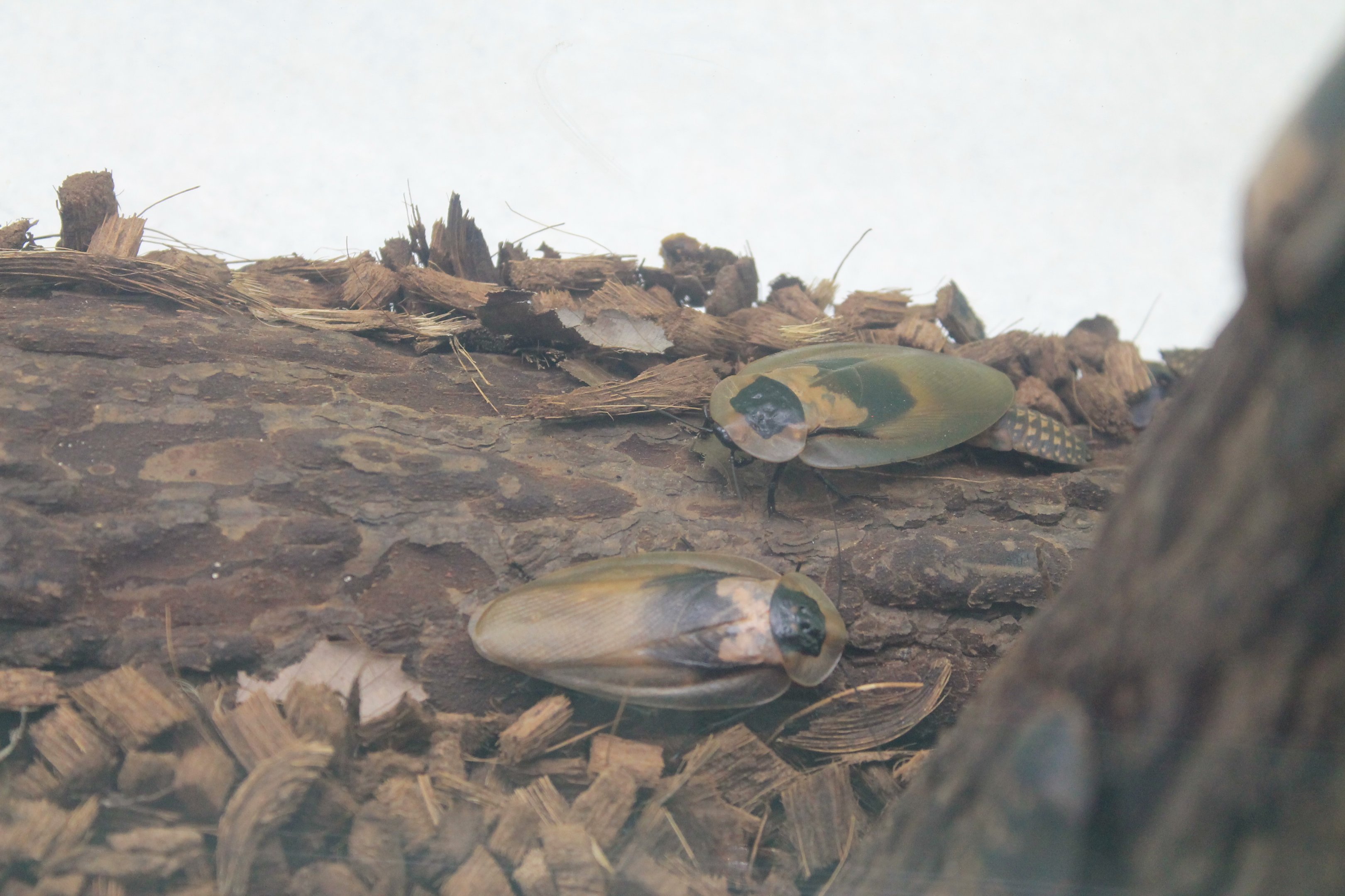 Deaths-head Cockroach (Blaberus craniifer)