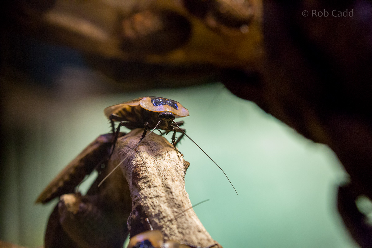 Deaths head cockroach : Cotswold WP : 08 Nov 2015