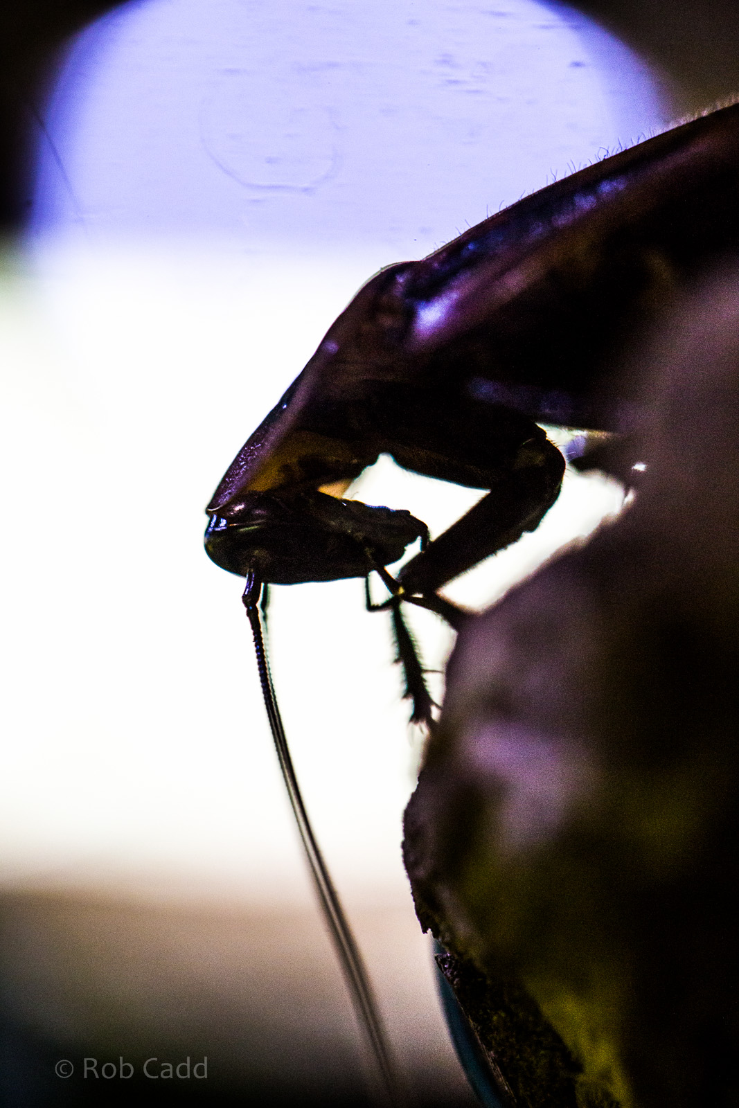 Deaths head cockroach : Cotswold WP : 28 May 2014