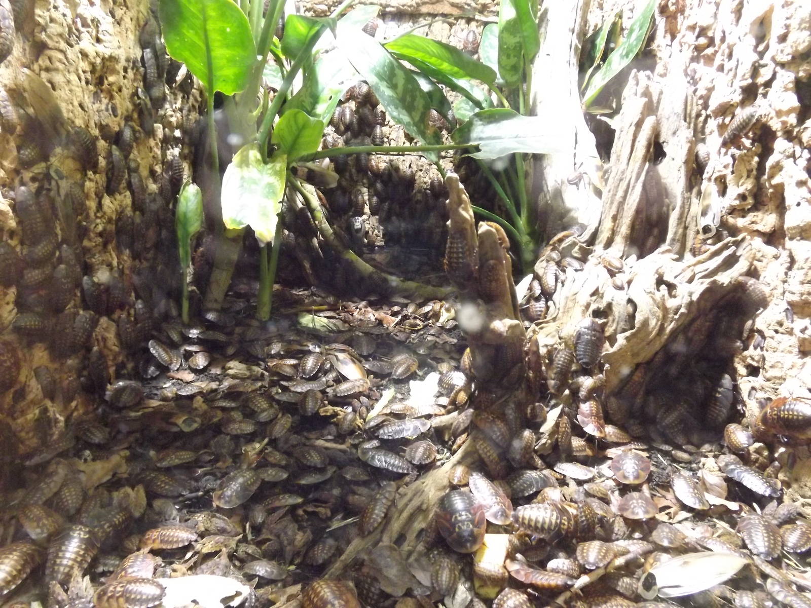 Death's Head Cockroach exhibit at Chester Zoo 31/03/12