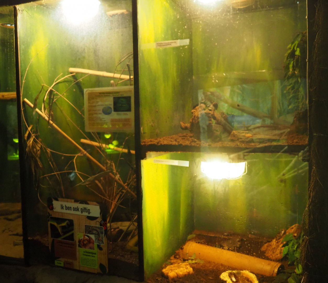 Death's head cockroach, Madagascar hissing cockroach and White-lipped pit viper terraria, 2019-08-04